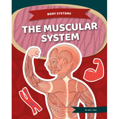 Muscular System