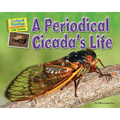 A Periodical Cicada's Life