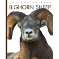 Bighorn Sheep