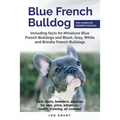 Blue French Bulldog: Care, costs, price, adoption, health, training and how to find breeders and puppies for sale.