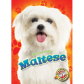 Maltese