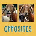 Opposites: English Edition