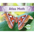 Atlas Moth