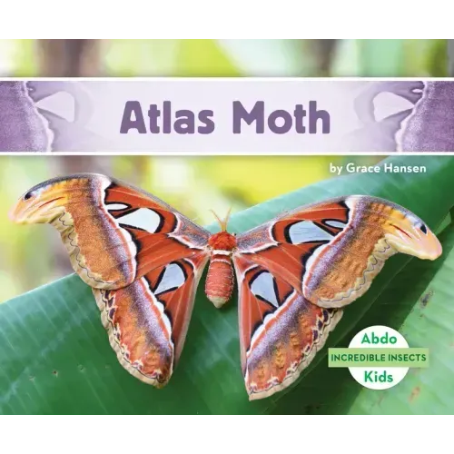 Atlas Moth