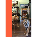 Taxidermy