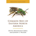 Common Bees of Eastern North America