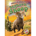 Bighorn Sheep