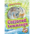 Collared Lemmings