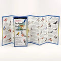 Sibley's Back. Birds of Mid-Atlantic