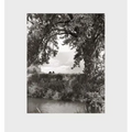 Robert Adams: Cottonwoods