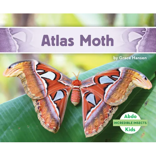 Atlas Moth