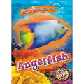 Angelfish