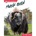 Musk Oxen