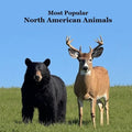 Most Popular North American Animals Kids Book: Children's book with Lifelike Pictures and Fun Facts about Animals