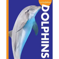 Curious about Dolphins