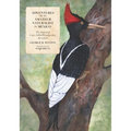 Adventures of an Amateur Naturalist in Mexico: The Imperial Ivory-billed Woodpecker, Revisited