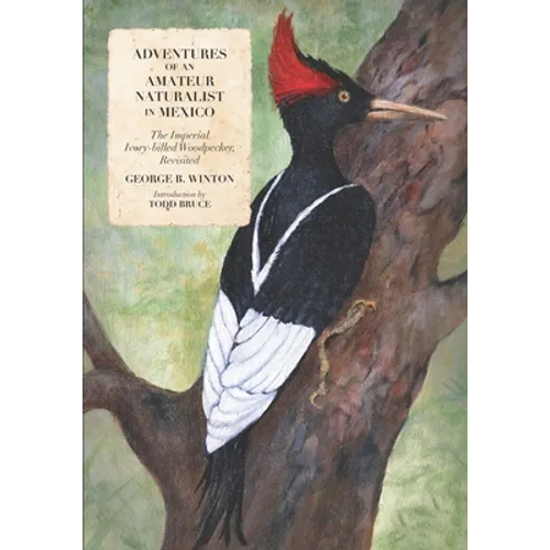 Adventures of an Amateur Naturalist in Mexico: The Imperial Ivory-billed Woodpecker, Revisited