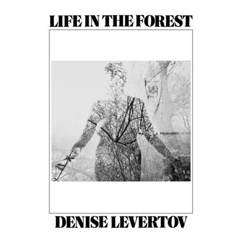 Life in the Forest