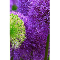Blossoms: Alliums Are Hardy Bulbs That Produce Dramatic Balls of Purple, Blue, Yellow or Pink Flowers Atop Stiff, Upright Stems.