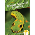Spicebush Swallowtail Caterpillars