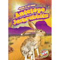 Antelope Jackrabbits