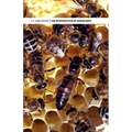 The Introduction of Queen Bees