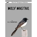 Willy Wagtail