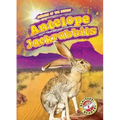 Antelope Jackrabbits