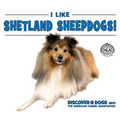 I Like Shetland Sheepdogs!