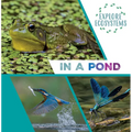 In a Pond
