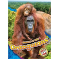 Orangutans