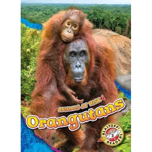 Orangutans