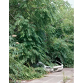 Franziska Klose: Detroit: Field Notes from a Wild City