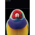 Graphis Journal Magazine 372