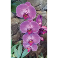 Hot Pink Orchid Journal
