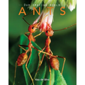 Ants: Amazing Pictures & Fun Facts on Animals in Nature