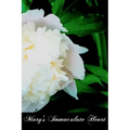 Mary's Immaculate Heart