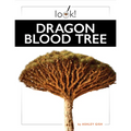 Dragon Blood Tree