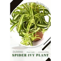 Spider Ivy Plant: Plant Guide