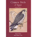 Common Birds of Egypt