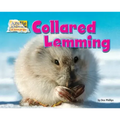 Collared Lemming