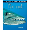 Barracuda