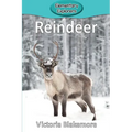 Reindeer