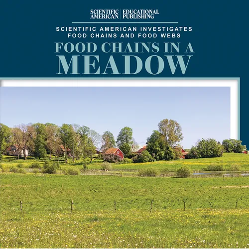 Food Chains in a Meadow
