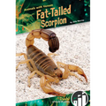 Fat-Tailed Scorpion