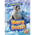 Harp Seals