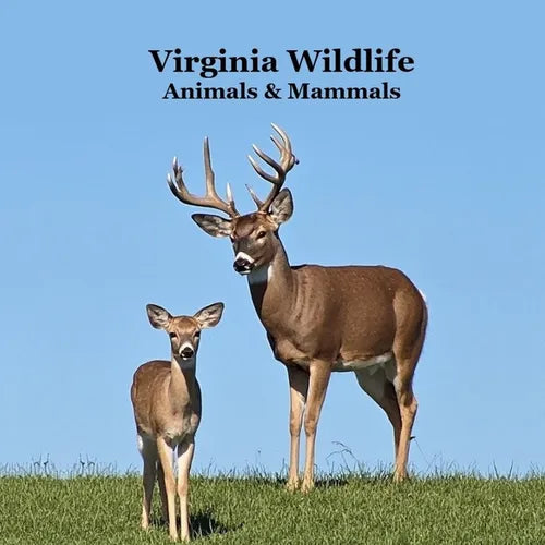 Virginia Animals and Mammals Kids Wildlife Book: Great Wildlife Book about Animals and Mammals in Virginia