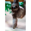 sloth