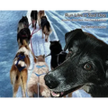 Run Like a Sled Dog: Another Black Bear Sled Dog Adventure