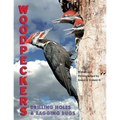 Woodpeckers: Drilling Holes and Bagging Bugs